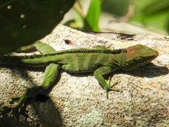 Anolis garmani