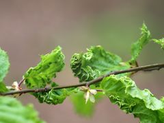 Aculops macrotrichus