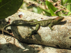 Anolis garmani