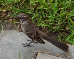 Mimus longicaudatus longicaudatus
