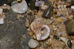 Turritriton labiosus