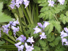 Hyacinthoides hispanica