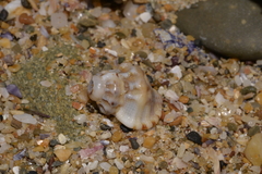 Turritriton labiosus