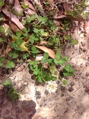 Trifolium repens