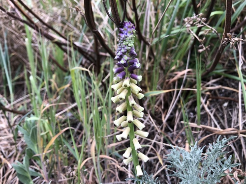 Muscari tenuiflorum (Muscari tenuiflorum)