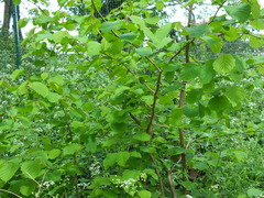 Corylus avellana