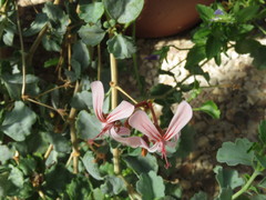 Pelargonium acetosum