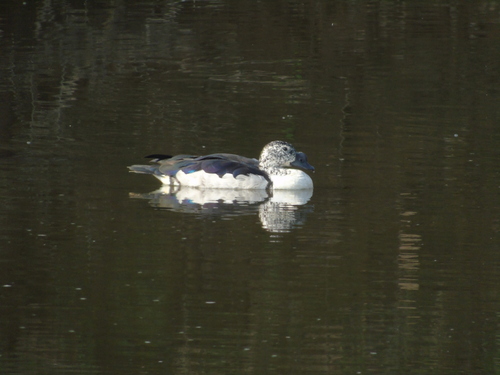 iNaturalist image