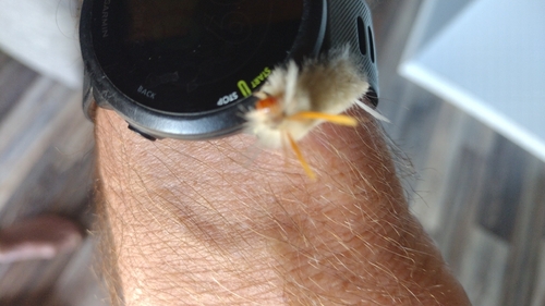 Sycamore Tussock Moth