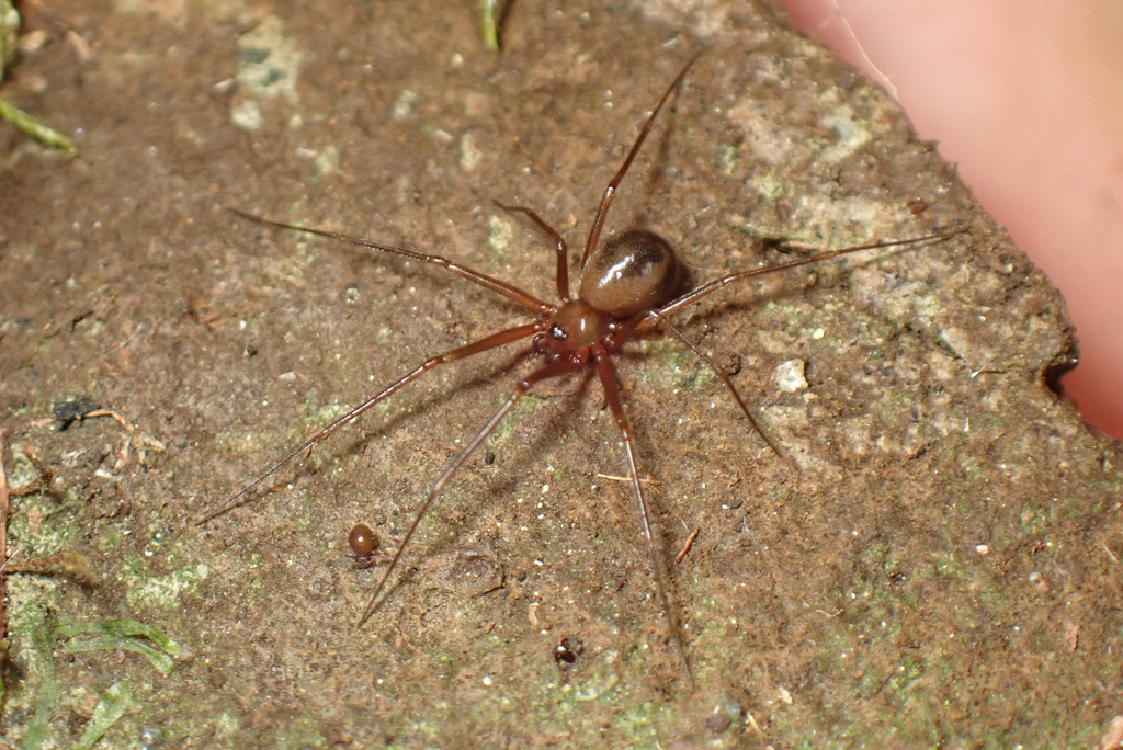 Troglohyphantes solitarius