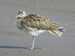 Numenius phaeopus