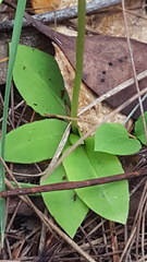 Pterostylis acuminata