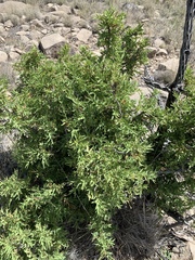 Berberis haematocarpa