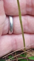 Pterostylis acuminata