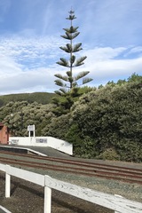 Araucaria heterophylla