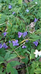 Viola riviniana