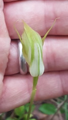 Pterostylis acuminata