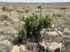 Berberis haematocarpa