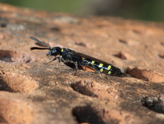 Monosapyga clavicornis