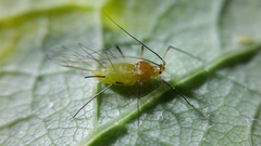 Illinoia liriodendri