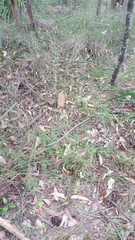 Pterostylis acuminata