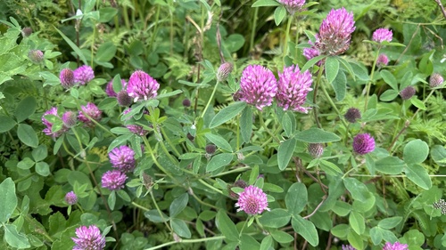Red Clover