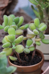 Cotyledon tomentosa tomentosa