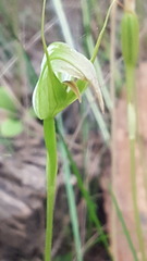 Pterostylis acuminata