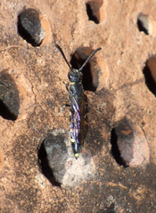 Monosapyga clavicornis