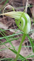 Pterostylis acuminata