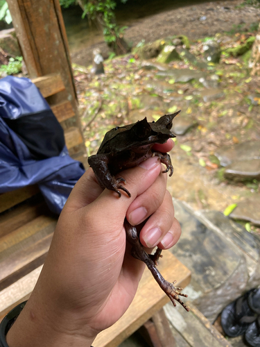 Megophrys nasuta