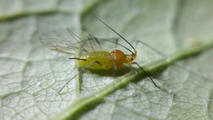 Illinoia liriodendri