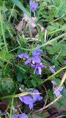 Viola riviniana