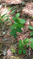 Euphorbia pubentissima