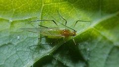 Illinoia liriodendri