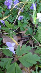 Viola riviniana