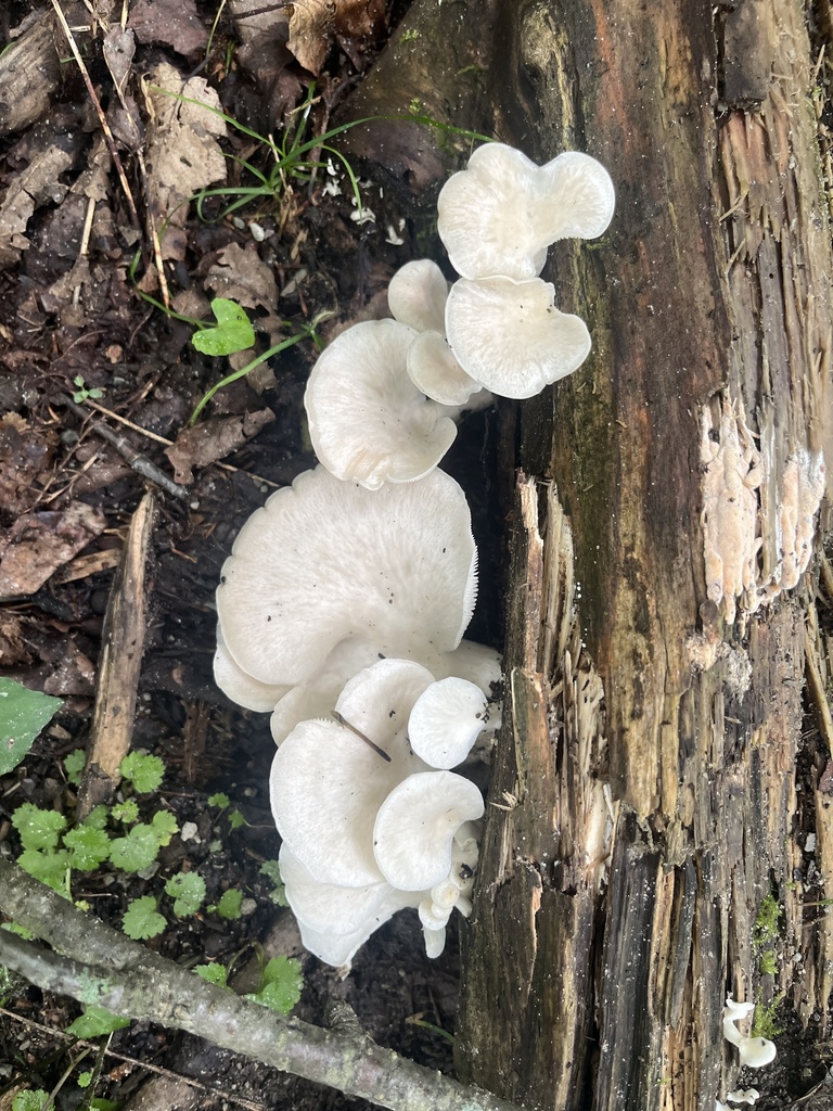 pale oyster · July 2026 · photo: Photo: no rights reserved · iNaturalist