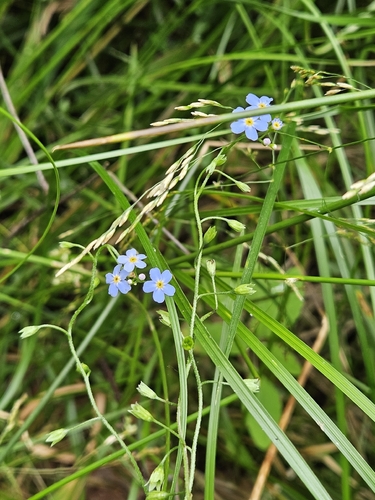 Myosotis nemorosa, 2026-07-12
