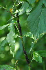 Aphis