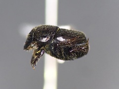 Onthophagus pennsylvanicus