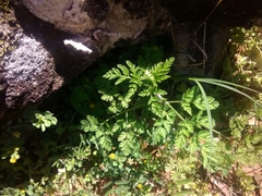 Angiospermae