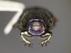Onthophagus pennsylvanicus