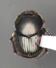 Onthophagus pennsylvanicus
