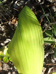 Aspidistra elatior