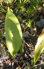 Aspidistra elatior