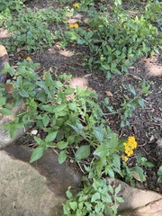 Lantana × hybrida