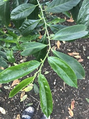 Prunus laurocerasus
