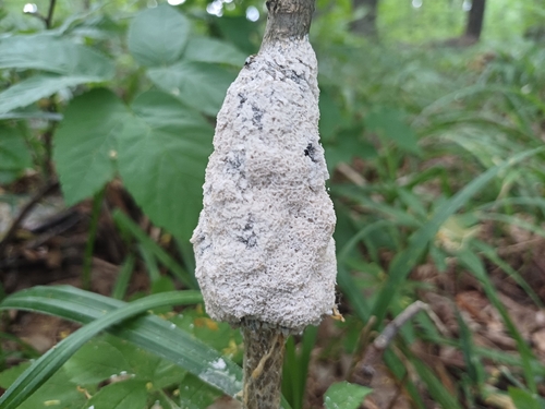 Dog Sick Slime Mould