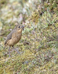 Grallaria quitensis quitensis