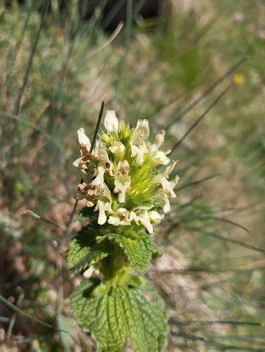 Betonica alopecuros (Betonica alopecuros)